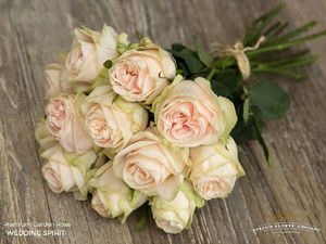 ROSE WEDDING SPIRIT 50